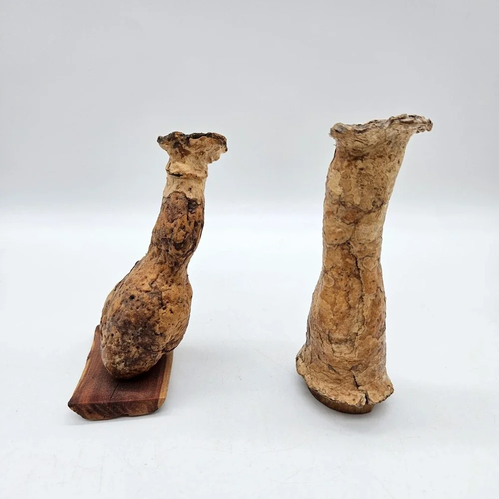 Southwestern Natural Arizona Saguaro Cactus Skeleton Bud Vases Lot of 2